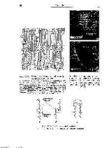 Рис. 26.32. <a href="/info/348395">Сканированные электронные</a> микрофотографии маленьких (а) и больших (б) пустот в полипропилене, армированном стекловолокном [П 3057].