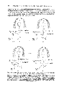 Рис. 19. <a href="/info/32737">Специфическое взаимодействие</a> при <a href="/info/696754">связывании глицил</a>-Ь-тирозина с КПА по данным разностного синтеза Фурье.