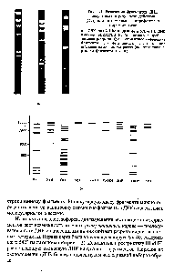 Рис. 1.1. Разделение фрагментов ДНК, полученных в <a href="/info/1302568">результате действия</a> рестриктаз с <a href="/info/219534">помощью электрофореза</a> в агарозном геле 