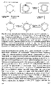 Рис. 33. Схема направленного мутагенеза по методу Т.А. Кункеля [17].
