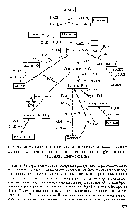 Рис. 96. Маслянокислое и ацетонобутиловое брожение (—— <a href="/info/1285177">общие стадии</a> —— реакции I фазы —> — реакции II фазы — фермент ацетоацетатдекарбоксилаза)