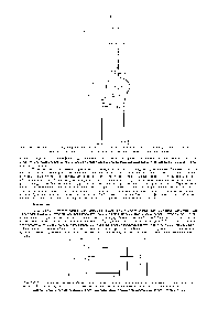 Рис. 2-41. Пространственное ршобщенне трех стадий <a href="/info/1354257">расщепления глюкозы</a> в <a href="/info/104367">эукариотической клетке</a>. Гликолиз осуществляется в цитозше, тогда как реакции цикла лимонной кислоты и <a href="/info/38828">окислительного фосфорилирования</a> - только в митохондриях.