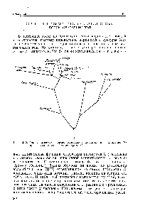 Рис. 40.18. Филогенетическое дерево, основанное на различиях в <a href="/info/31042">аминокислотной последовательности</a> цитохрома С.