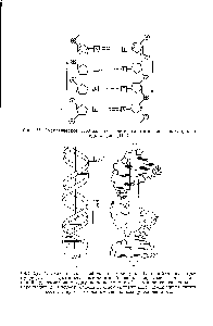Фиг. 27. А. Схематическое <a href="/info/1744245">изображение молекулы</a> ДНК по <a href="/info/714910">Уотсону—Крику</a> [40]. Две фосфатно-сахарные цепи изображены в виде <a href="/info/22992">лент</a>, а пары оспо-ваний, удерживающих одну цепь возле другой,— в виде горизонтальных перекладин. Б. Рисунок <a href="/info/1363135">модели двойной</a> спирали ДНК. Пунктирные линии соответствуют <a href="/info/917">водородным связям</a> между основаниями.