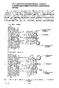 Рис. 63. Перемещение цистерн (I) и везикулярный транспорт (II) в аппарате