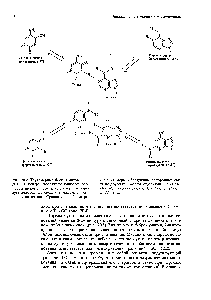 Рис. 20.2. Таутомерные формы оснований ДНК. В центре изображены <a href="/info/132897">наиболее распространенные</a> формы, когда аденин <a href="/info/1530357">образует водородную связь</a> с ТИМИНОМ, а гуанин-с цитозином. Сравнительно более ред-