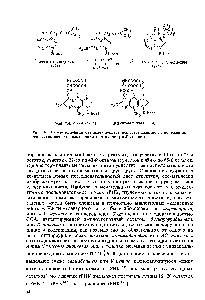 Рис. 16. Гипер-модифицированные нуклеозиды, встречающиеся в положении, непосредственно примыкающем к антикодону с З -стороны