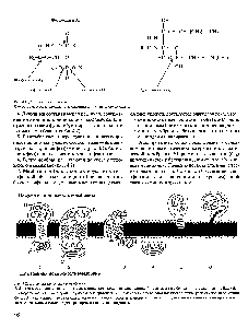 Рис. 4.2. <a href="/info/98213">Локализация белков</a> в мембранах.