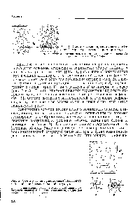 Рис. 2, <a href="/info/1012491">Схематическое представление</a> гексагональ-ной и обратной гексагональной структур.