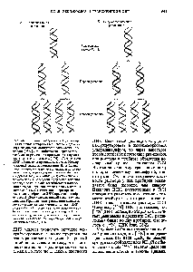Рис. 28-1. Принцип эксперимента Мезельсона-Сталя, целью которого было выбрать один из <a href="/info/1696521">двух</a> <a href="/info/1351709">возможных механизмов</a> репликации тяжелой [ К] ДНК (обозначена <a href="/info/646709">черным цветом</a>), когда репликация происходила в среде с <a href="/info/477360">легким изотопом</a> азота [ Н]. <a href="/info/509626">Легкие цепи</a> ДНК обозначены <a href="/info/1011214">красным цветом</a>. А. Консервативный <a href="/info/33626">механизм репликации</a>. Если бы репликация протекала по <a href="/info/440363">этому механизму</a>, то одна из <a href="/info/1696521">двух</a> дочерних <a href="/info/1382081">двухцепочечных молекул</a> содержала бы две легкие , а другая-две <a href="/info/104561">тяжелые цепи</a>. Последующее удвоение дочерних молекул должно было бы привести к появлению четырех <a href="/info/1382081">двухцепочечных молекул</a>, одна из которых <a href="/info/1330306">была</a> бы тяжелой , а три других- легкими гибридные ДНК при этом не образуются. Б. <a href="/info/188030">Полуконсервативный механизм репликации</a>. При этом <a href="/info/1409428">типе репликации</a> каждая из <a href="/info/1696521">двух</a> дочерних <a href="/info/1382081">двухцепочечных молекул</a> ДНК должна <a href="/info/1330306">была</a> бы содержать одну родительскую ( тяжелую ) цепь и одну <a href="/info/509626">легкую цепь</a>. Последующее удвоение дочерних молекул приводило бы к образованию <a href="/info/1696521">двух</a> гибридных и <a href="/info/1696521">двух</a> легких молекул ДНК.