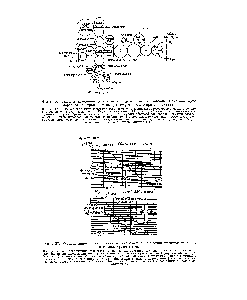 Фиг. 36. Схема <a href="/info/99457">дыхательной цепи</a> в митохондриях высших растений. Показаны <a href="/info/1896993">пути переноса электронов</a> от изоцитрата, а-кетоглутарата и малата.