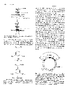 Рис. 17.2. <a href="/info/1298">Структурные формулы</a> ацетосирингона и гид-роксиацетосирингона. Эти соединения вьщеляются растением в ответ на повреждение и активируют vir-к-ны Ti-плазмиды.