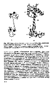 Рис. 120. <a href="/info/1421664">Структура пептидного скелета кальмодулина</a> (а) и ленточная модель строения тропонина С (6) [Пермяков Е.А., 1993).
