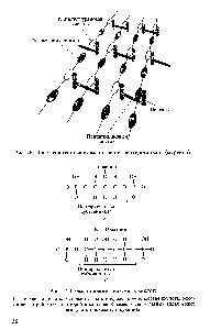 Рис. 26. <a href="/info/1495556">Пространственная схема</a> строения пептидогликана (муреина)