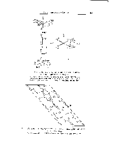 Рис. 180. <a href="/info/22814">Конфигурация молекулы</a> <a href="/info/495340">диацетилендикарбоновой кислоты</a> в кристалле ее дигидрата. а — проекция на плоскость, проходящую через центральную <a href="/info/1699421">линейную часть</a> молекулы (ось I) и делящую пополам <a href="/info/52732">угол между</a> <a href="/info/16407">карбоксильными группами</a> б - проекция вдоль оси/..
