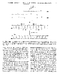 Рис. 5.9. Сборка синтетического гена из <a href="/info/1517677">коротких олигонуклеотидов</a>. Синтезируют отдельные <a href="/info/1780075">олигонуклеотиды длиной</a> от 20 до 60 звеньев каждый с такими <a href="/info/98217">нуклеотидными последовательностями</a>, чтобы при отжиге из них образовалась <a href="/info/1382081">двухцепочечная молекула</a>. Оставшиеся одноцепочечные разрывы сшивают с помощью ДНК-лигазы Т4.