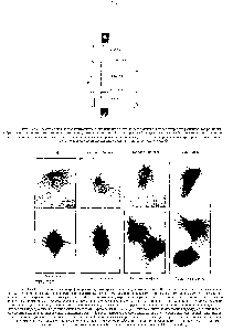 Рис. 13-44. На этих световых микрофотографиях культивируемых клеток сумчатого (клеток PIK) показан ход митоза в <a href="/info/104262">животной клетке</a>. Микротрубочки видны благодаря окрапшванию антителами с золотом хроматин окрашен <a href="/info/212934">толуидиновым синим</a>. Г <a href="/info/1408983">лавные</a> события митоза на уровне <a href="/info/510624">световой микроскопии</a> известны уже более 100 лет. В интерфазе центросома, содержащая пару центриолей, служит центром <a href="/info/1339402">интерфазного скопления</a> мнкротрубочек. В раннейпрофазе единственная центросома содержит две пары центриолей (на снимке не видны) в поздней профазе центросома делится, в результате чего образовавшиеся звезды <a href="/info/1680456">отходят друг</a> от друга. В прометафазе разрушается <a href="/info/106062">ядерная оболочка</a>, и это позволяет <a href="/info/510001">микротрубочкам веретена</a> взаимодействовать с хромосомами. В метафазе уже ясно видна <a href="/info/787038">двухполюсная</a> <a href="/info/1320455">структура веретена</a> и все хромосомы выстраиваются в его экваториальной области. В <a href="/info/1379127">ранней анафазе</a> все хроматиды <a href="/info/1748376">одновременно разделяются</a> и под <a href="/info/1859252">действием нитей</a> веретена начинают двшаться к полюсам. В течение <a href="/info/1379126">поздней анафазы</a> <a href="/info/1413649">полюса веретена</a> все дальше <a href="/info/1680456">отходят друг</a> от друга, еще более раздвигая две групш хроматид. В телофазе формируются <a href="/info/525503">дочерние ядра</a>, и в поздней телофазе <a href="/info/1726673">почти полностью</a> завершается цитокинез <a href="/info/510275">между дочерними клетками</a> сохраняется остаточное тельце. (Фотографии любезно предоставлены М. de Brabander.)