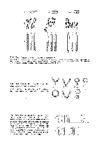 Рис. 82. <a href="/info/599042">Схемы конфигурации</a> хромосом при мейозе у дурмана 