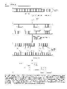 Рис. 4.12. Получение меченого ДНК-зонда методом случайных <a href="/info/187941">праймеров</a>. К денатурированной <a href="/info/1382244">двухцепочечной</a> ДНК, содержащей <a href="/info/198474">нуклеотидную последовательность</a>, которую предполагается использовать в качестве зонда, добавляют гексануклеотиды (смесь всех возможных комбинаций из шести нуклеотидов) и отжигают смесь. Некоторые из олигонуклеотидов гибридизуются с немеченой денатурированной ДНК, и в присутствии <a href="/info/200678">фрагмента Кленова</a> и четырех с1НТР (один из которых меченый [ ]) служат затравкой для <a href="/info/11666">синтеза</a> <a href="/info/509747">комплементарной цепи</a>. После денатурации синтезированной ДНК получают смесь меченых фрагментов ДНК, которые вместе составляют практически полноразмерную исходную ДНК-матрицу.