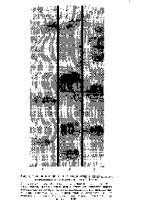 Рис. 4. <a href="/info/214073">Содержание фенольных</a> соединений в хлоропластах, выделенных из листьев ивы (май 1966 г.)