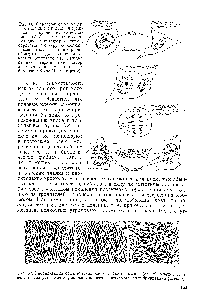 Рис. 67. <a href="/info/1277885">Гибридизация соматических</a> клеток. <a href="/info/1354191">Клетки мыши</a> (слева), <a href="/info/100379">клетки человека</a> (в центре) и клетки, образовавшиеся в результате их гибридизации справа) 