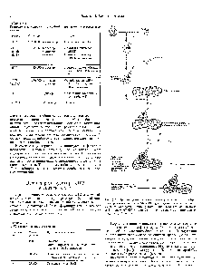 Рис. 6.7. При <a href="/info/1350913">инициации синтеза белка</a> у эукариот eIF2 <a href="/info/334435">образует тройной</a> комплекс с Met-rPHKj, который связывается с 40S-субчастицей затем <a href="/info/566703">инициирующий комплекс</a> взаимодействует с 5 -концом мРНК и начинает мигрировать к инициирующему кодону AUG (гл. 9).