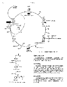 Рис. 32.1. Сукцинат-глициновый цикл.