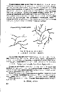Рис. 54. <a href="/info/659907">Схема строения молекул</a> а — клетчатки, б — крахмала, в — гликогена.