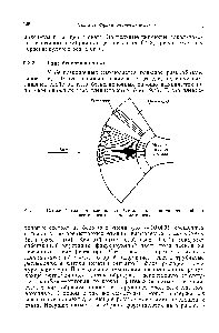 Рис. 9.4. <a href="/info/191211">Сложный глаз</a> беспозвоночных. Схема, иллюстрирующая свойства фасеточного глаза членистоногих.